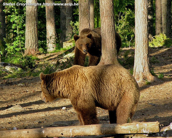 Brown bears Bodari is one of the biggest and strongest male bears and the other bears try to stay far away from him. Stefan Cruysberghs